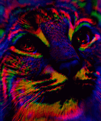 Trippy Rainbow Psychedelic Cat GIF