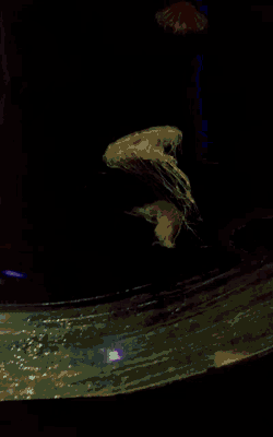 Truckers Fm Pascal GIF