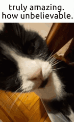 Truly Amazing How Unbelievable Sleeping Cat GIF