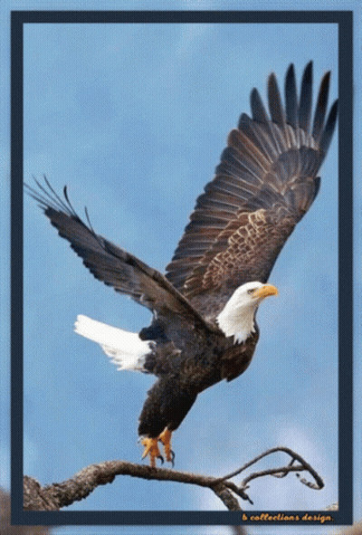 Trump 2020 Logo With Eagle And American Flag GIF