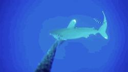 Trying To Escape Dancing Shark GIF