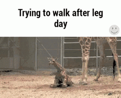Trying To Walk After Leg Day  GIF