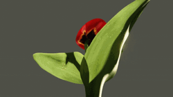 Tulip Flower Blooming GIF