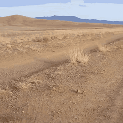 Tumbleweed Desert Plains