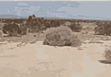 Tumbleweeds Desert GIF