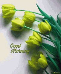 Tumblr Flower Good Morning GIF