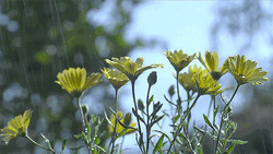 Tumblr Flower On Rainy Day GIF