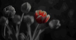 Tumblr Flower Shaking GIF