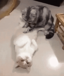 Tummy Massage Cute Kittens