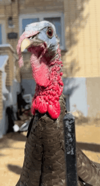 Turkey Close Up Yellow Beak GIF