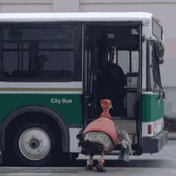 Turkey Commercial Getting On The Bus       GIF