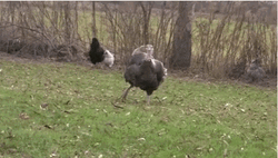 Turkey Hardly Running
