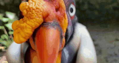 Turkey Head With Large Beak GIF