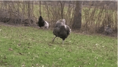 Turkey In Grassy Field With Other Birds GIF