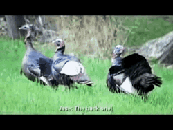 Turkey On The Farm