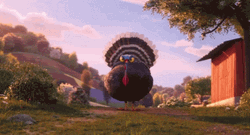 Turkey Screaming Closer