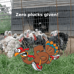 Turkey Zero Plucks Thanksgiving Meme GIF