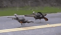 Turkeys Holding Hunting Rifles Meme GIF
