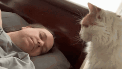 Turkish Van Cat Poke Man's Nose GIF