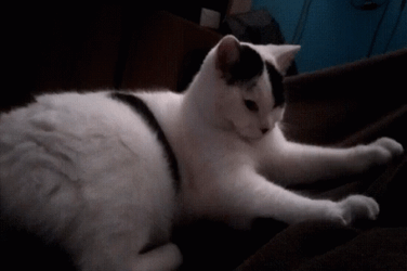 Turkish Van Purr Cat GIF