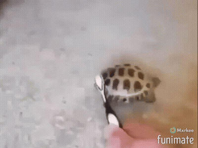 Turtle Brushed With Toothbrush Funimate GIF