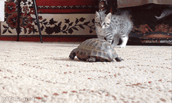 Turtle Cat Friends Cute Playing GIF