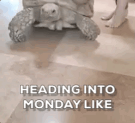 Turtle Crawling In Crazy Monday GIF