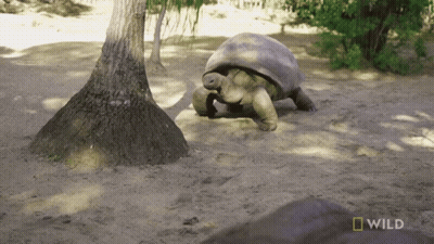 Turtle Crawling In Dirt Near Tree With Wild GIF