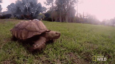 Turtle Crawling On Grassy Field National Geographic Wild GIF
