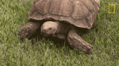 Turtle Crawling Through Grass With National Geographic Logo GIF
