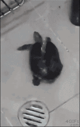 Turtle Dancing In Bathroom GIF
