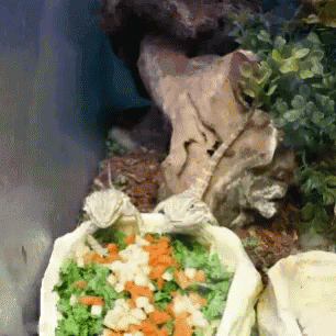Turtle Eating Bag Of Vegetables In Front Of Rock GIF
