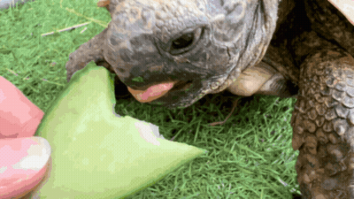 Turtle Eating Melon With Tongue Out GIF