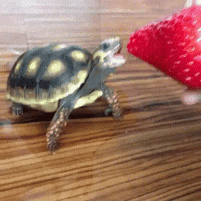 Turtle Eating Strawberry GIF