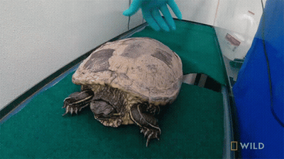 Turtle Examined By Veterinarian With National Geographic Logo GIF