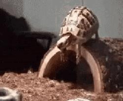 Turtle Falls Off Of Log Funny Animal  GIF