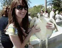Turtle Funny Bitch Slap GIF