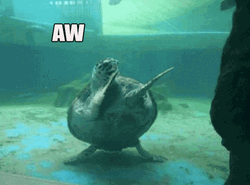Turtle Funny Happy Birthday GIF