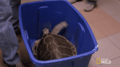 Turtle In Blue Bin Saying Nat Geo Wild GIF