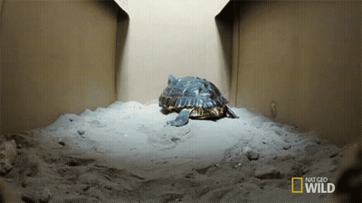 Turtle In Box Saying Nat Geo Wild GIF