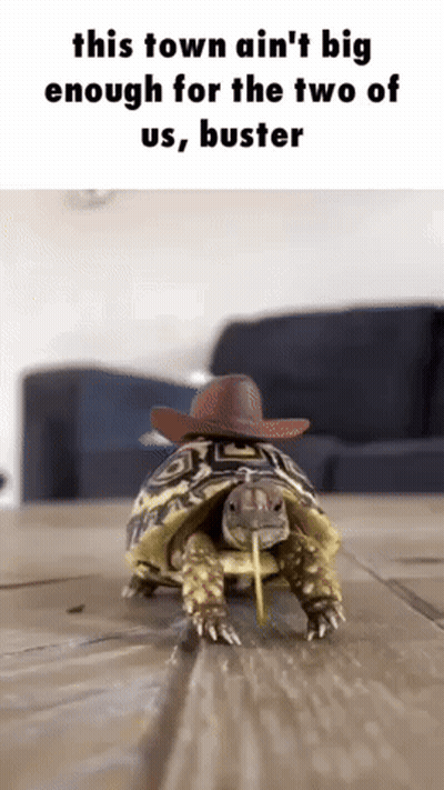 Turtle In Cowboy Hat With Straw Walking On Wooden Floor GIF
