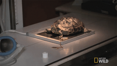 Turtle In Front Of National Geographic Wild Logo GIF