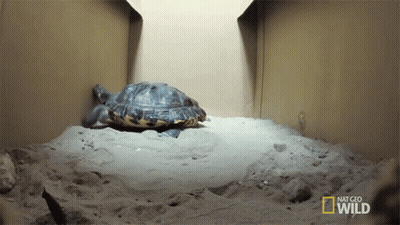 Turtle In National Geographic Wild Box GIF
