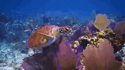 Turtle In Ocean Nature Swimming GIF