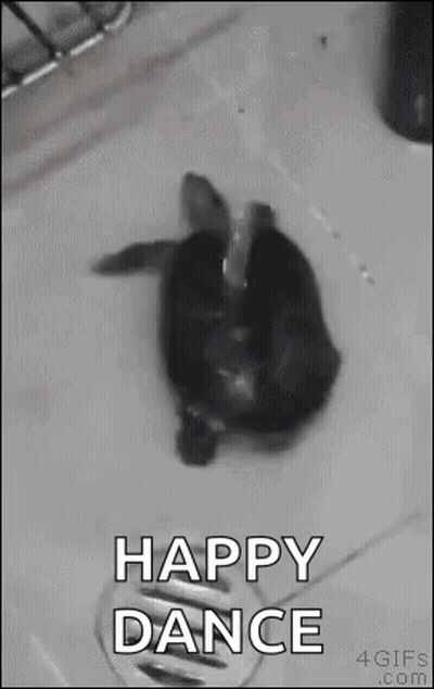 Turtle In Sink Happy Dance GIF