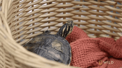 Turtle In Wicker Basket With National Geographic Wild Logo GIF