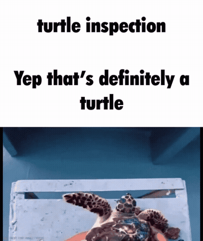 Turtle Inspection Meme GIF