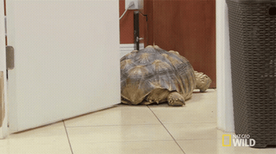 Turtle Laying By Door National Geographic Wild GIF
