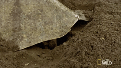 Turtle Laying Eggs In Dirt National Geographic Wild GIF