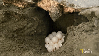 Turtle Laying Eggs In Dirt With National Geographic Wild Logo GIF